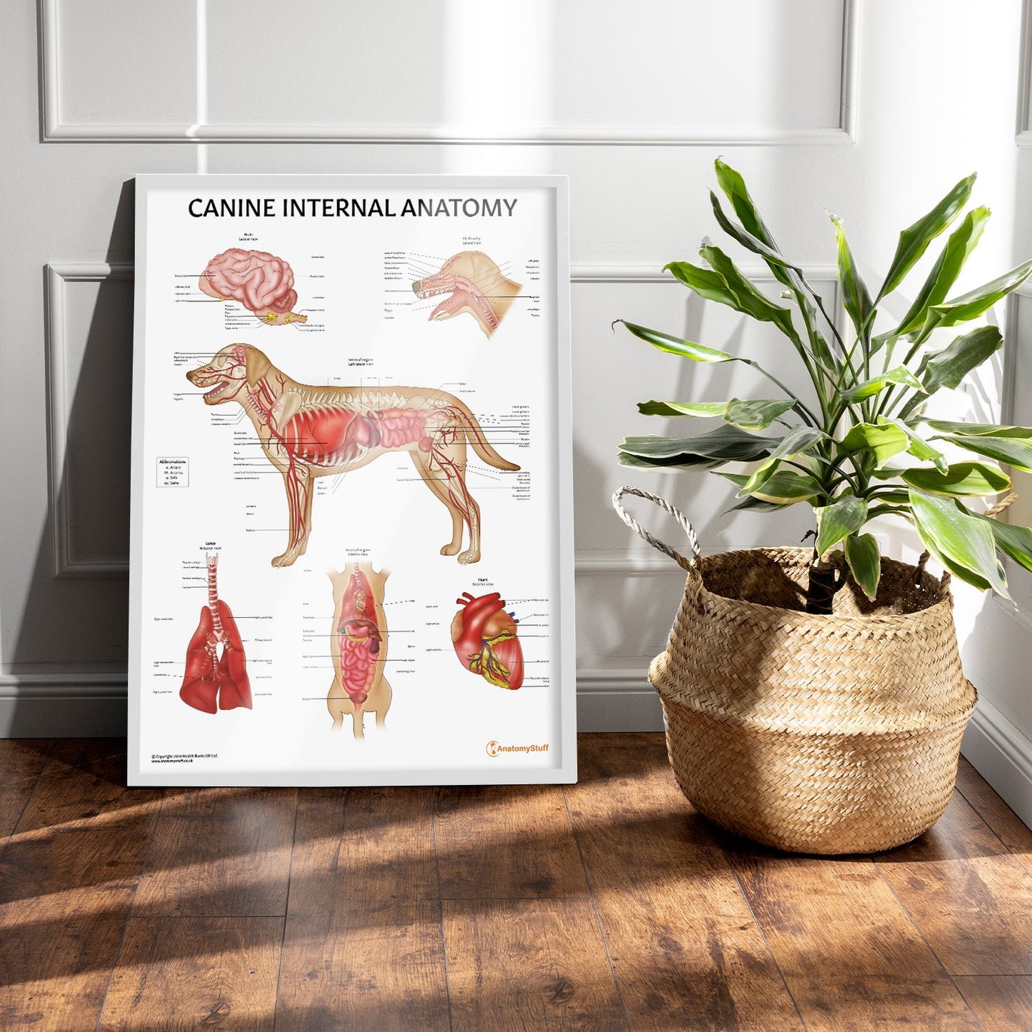 Canine Internal Anatomy Chart / Poster - Part of Collection
