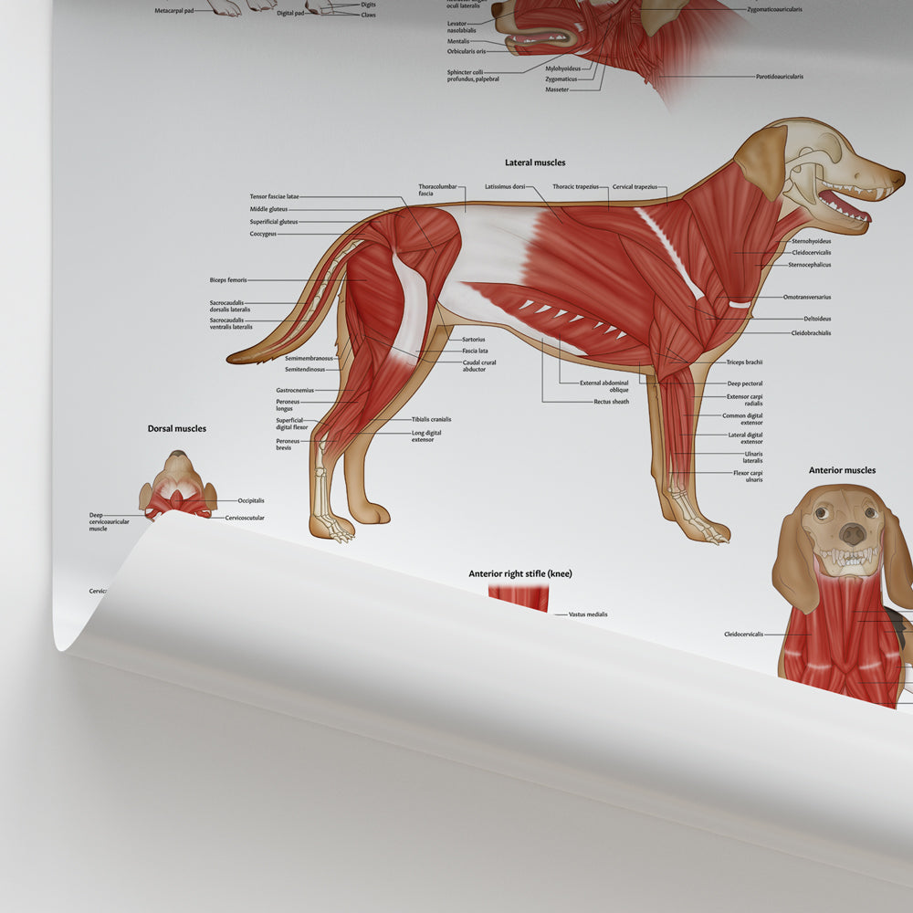 Canine Muscular Anatomy Chart | Dog Muscles Poster Laminated – AnatomyStuff
