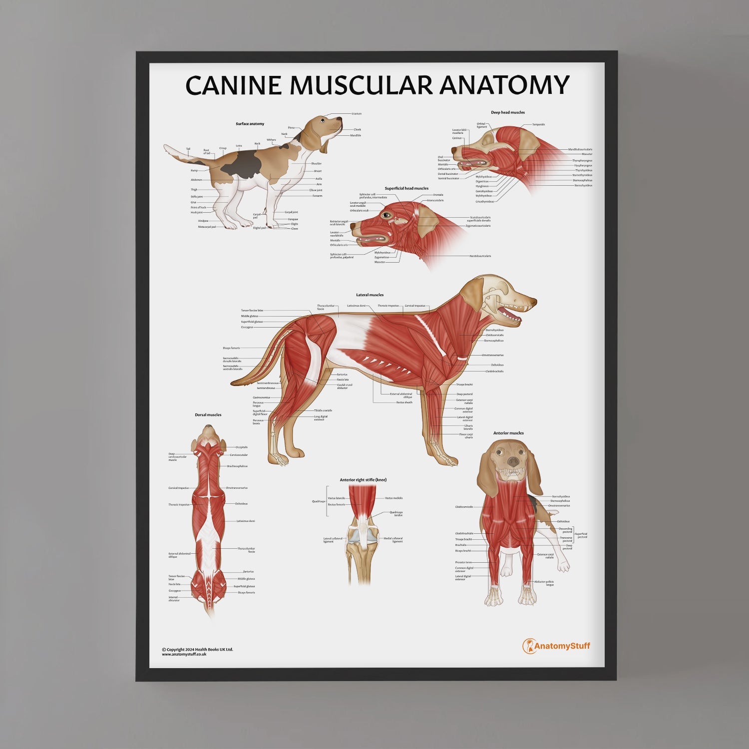 Canine Muscular Anatomy Chart / Poster - Part of Collection