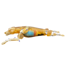 Switch Canine Phantom for X-Ray CT, US, MRI CN-A01 image 2 2 image