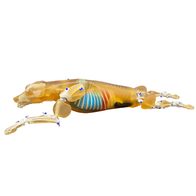 Canine Phantom for X-Ray CT, US, MRI