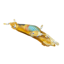 Switch Canine Phantom for X-Ray CT, US, MRI CN-A01 image 3 3 image