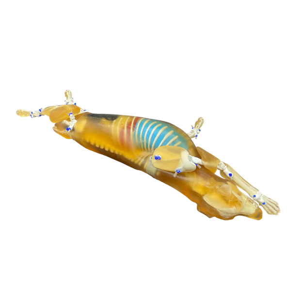 Canine Phantom for X-Ray CT, US, MRI