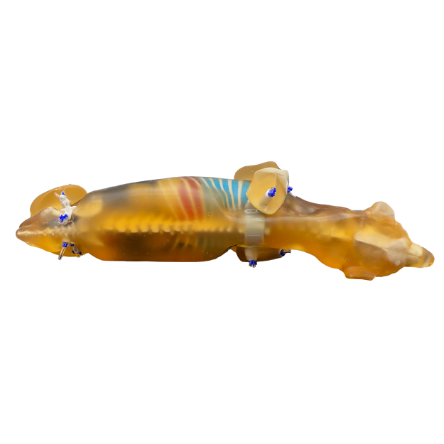 Canine Phantom for X-Ray CT, US, MRI