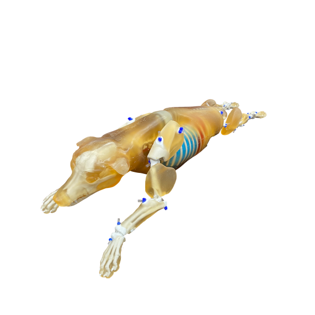 Canine Phantom for X-Ray CT, US, MRI CN-A01 image 6
