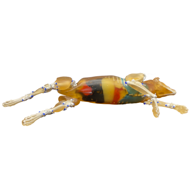 Canine Phantom for X-Ray CT, US, MRI