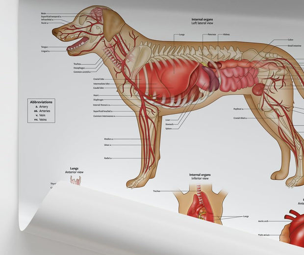 <strong>Veterinary Tools</strong>