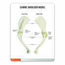 Switch Life-size Canine Shoulder Model 9075 card 3 image