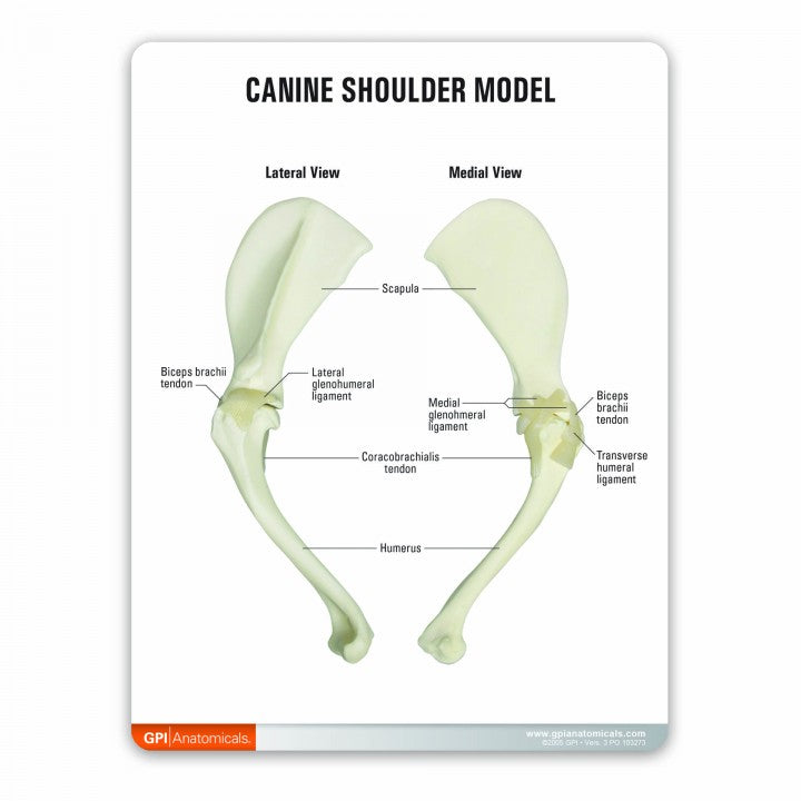 Canine Shoulder Model