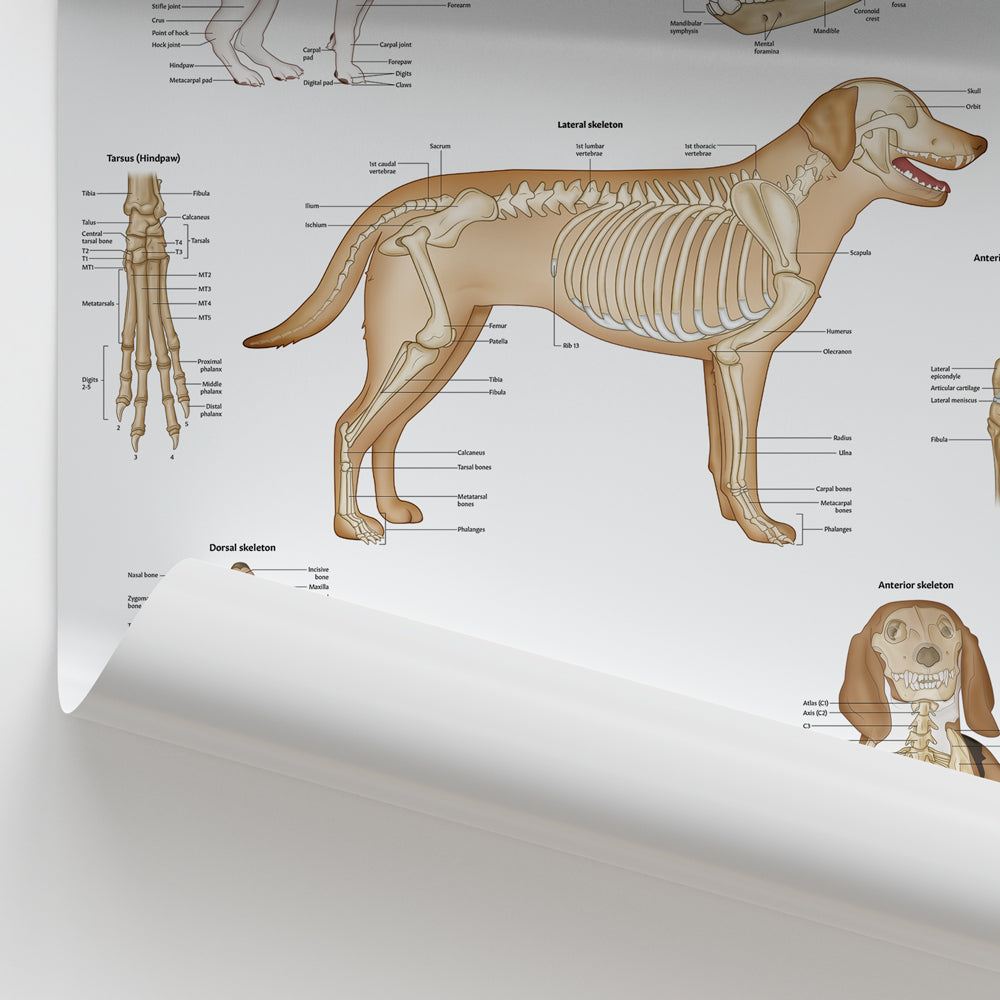Canine Skeletal Anatomy Chart / Poster - Part of Collection