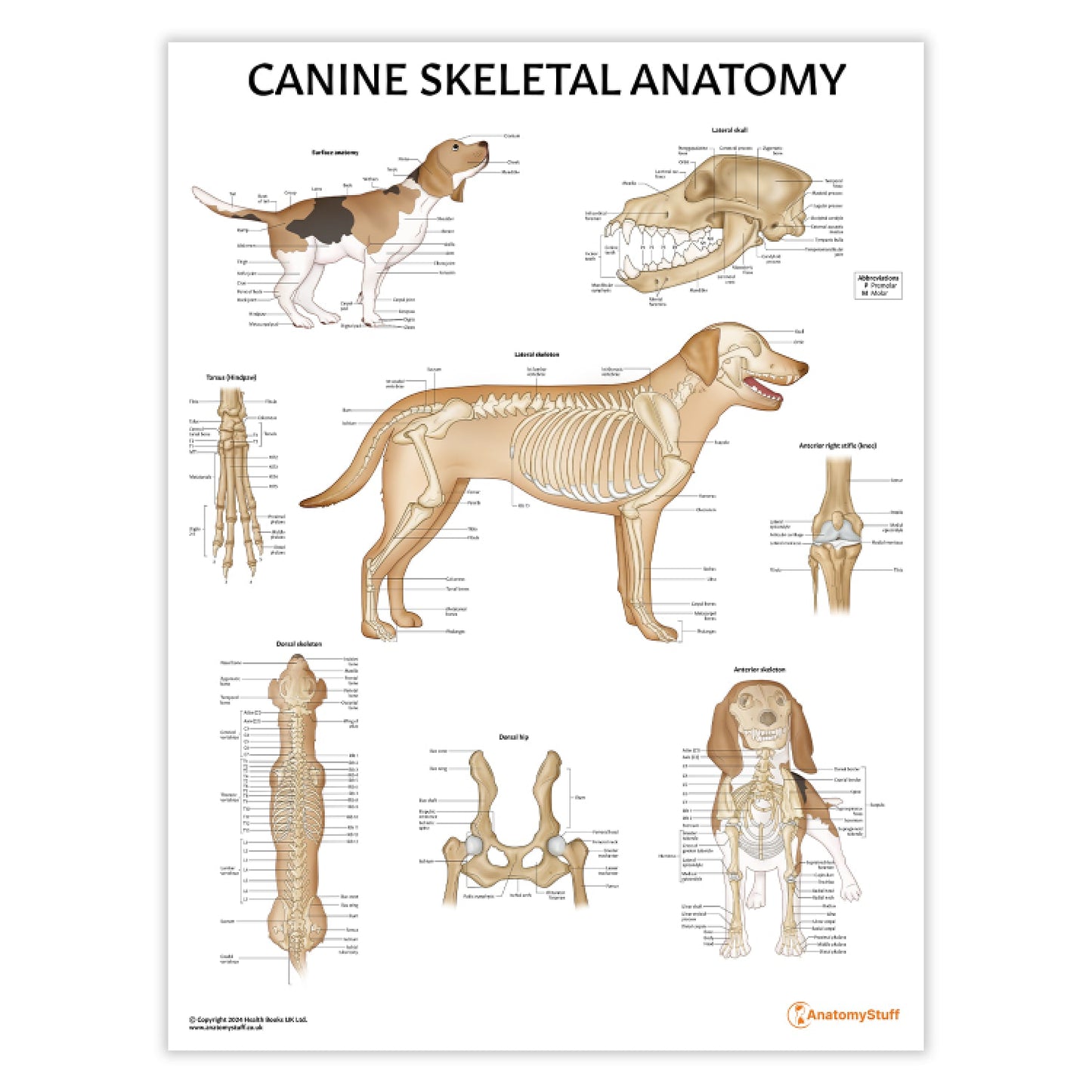Canine Skeletal Anatomy Chart / Poster - Part of Collection