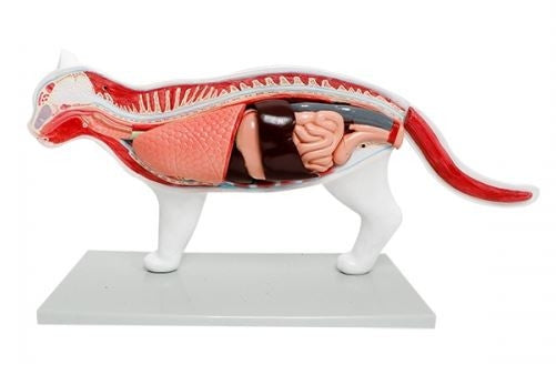 Cat Anatomy Model (11 part)