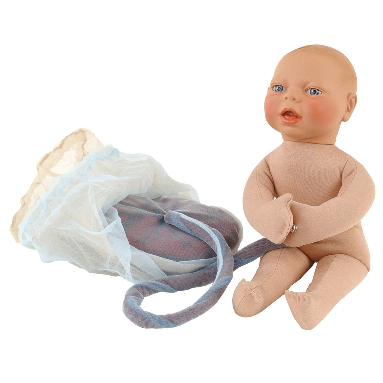 Placenta / Cord / Amnion / Chorion Model