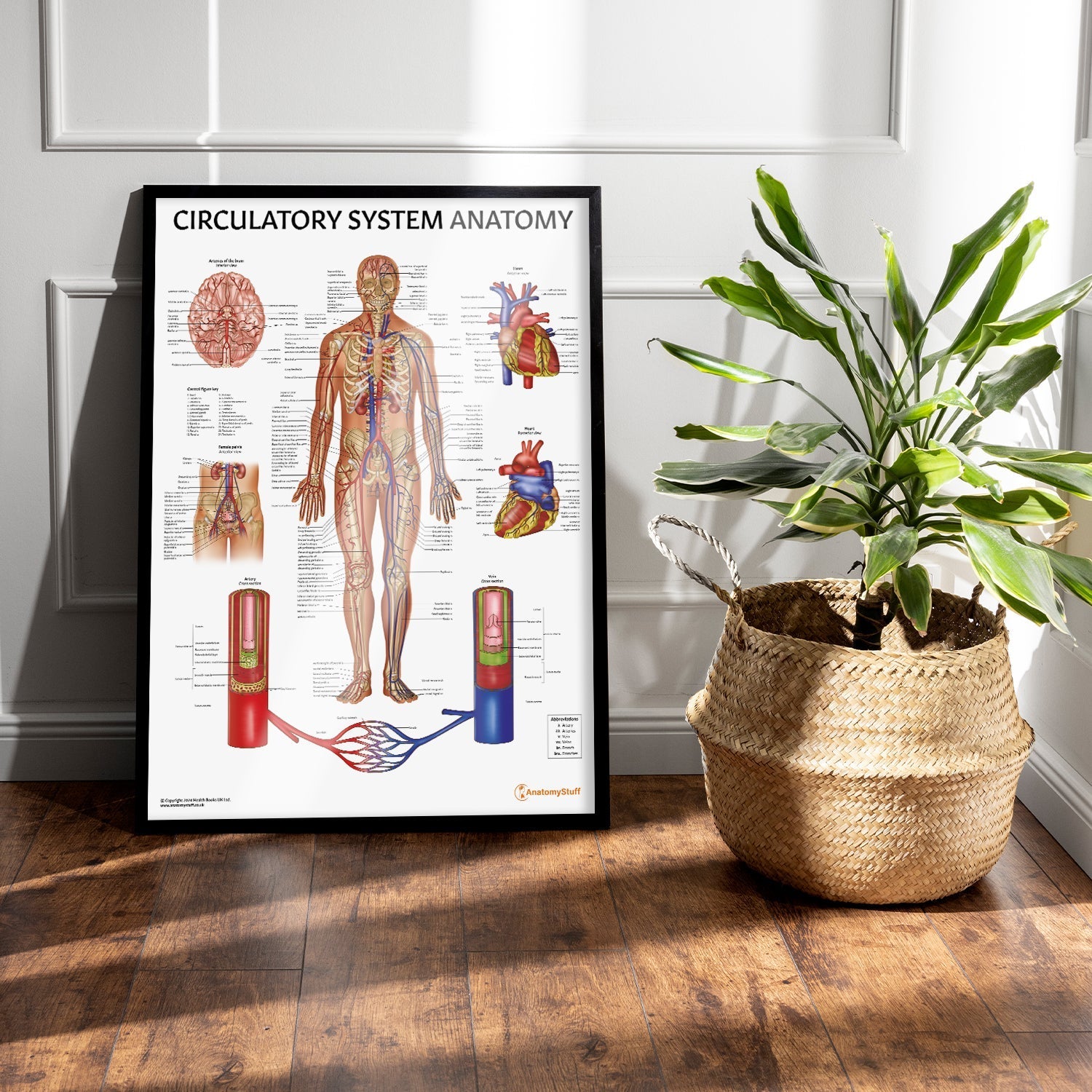 Circulatory System Anatomy Chart / Poster