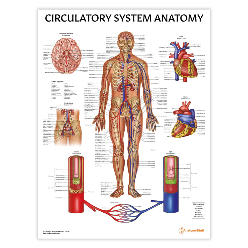 Circulatory System Anatomy Chart / Poster