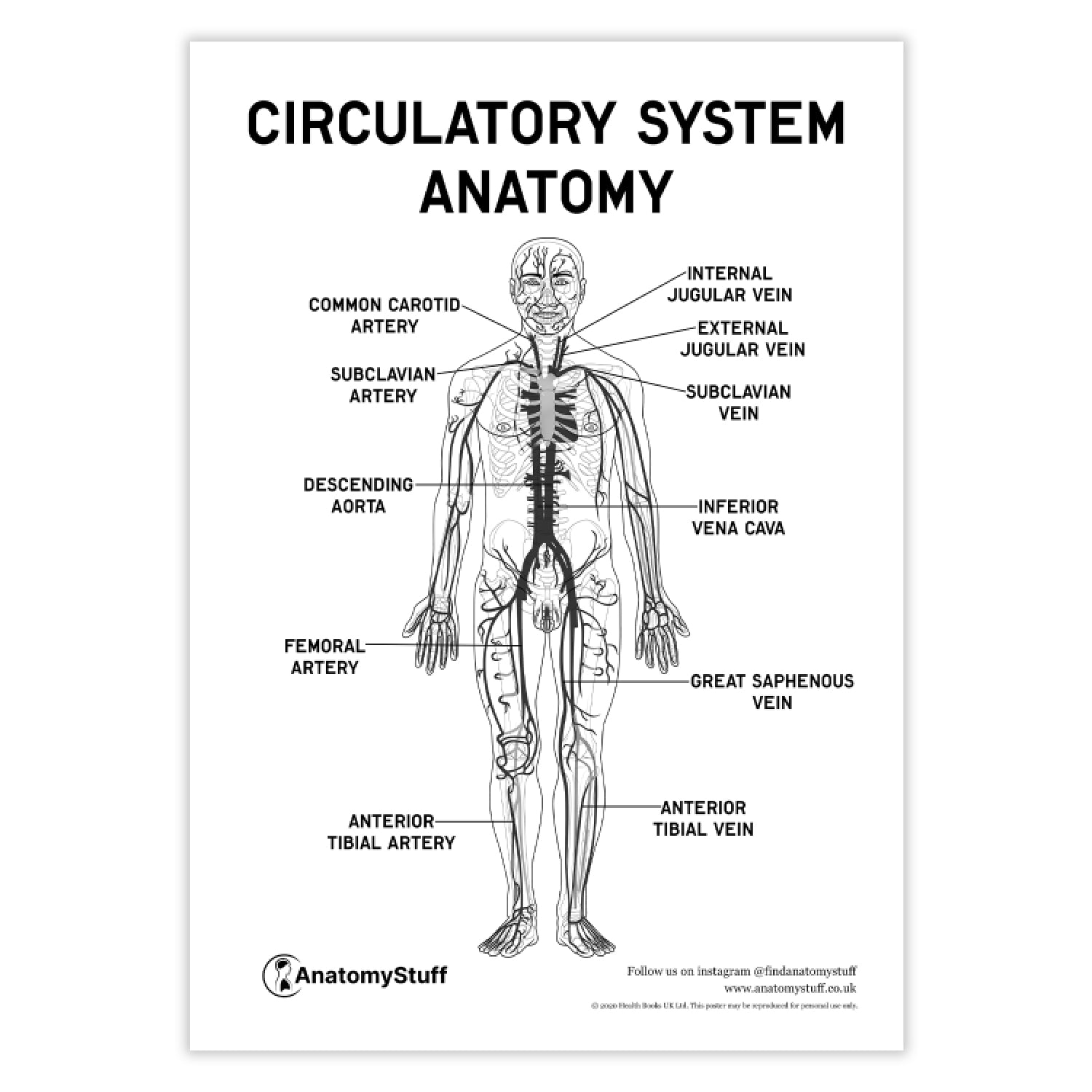 Circulatory System Anatomy Poster PDF