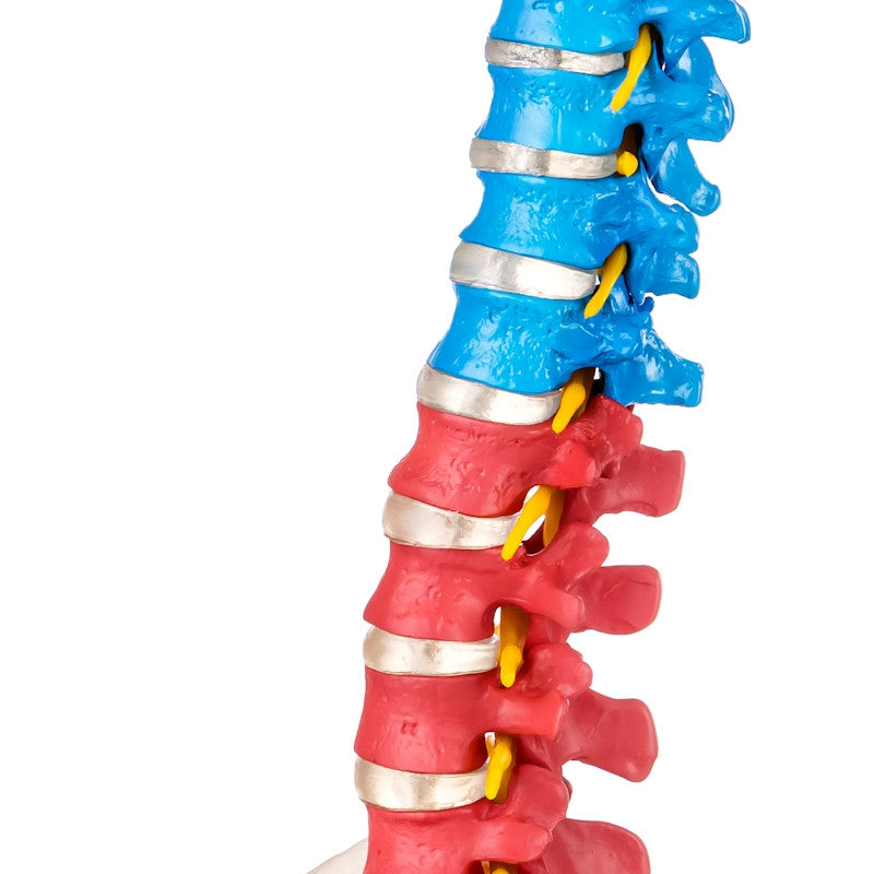 Budget Flexible Didactic Spine Model with Pelvis