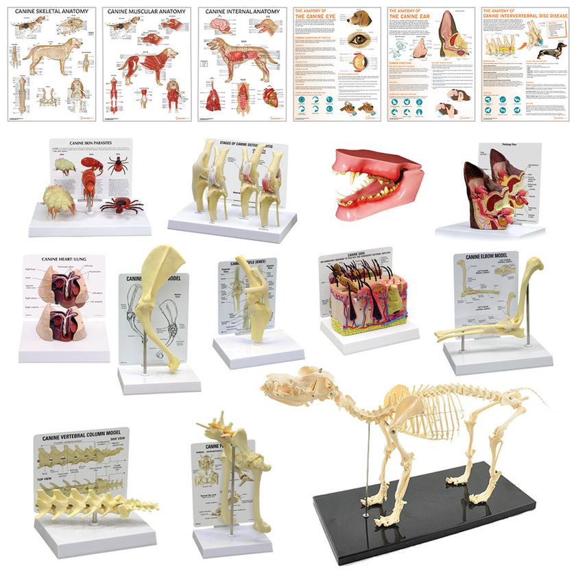Complete Canine Anatomy & Pathology Collection Bundle Image