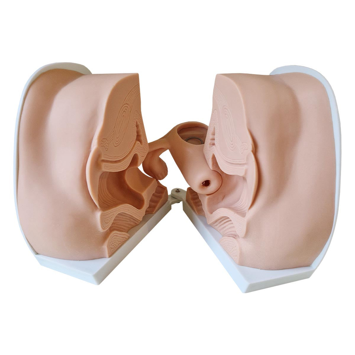 Internal View of Contraception Training Model - Female