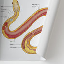 Switch Corn Snake Anatomy Chart / Poster 2 image