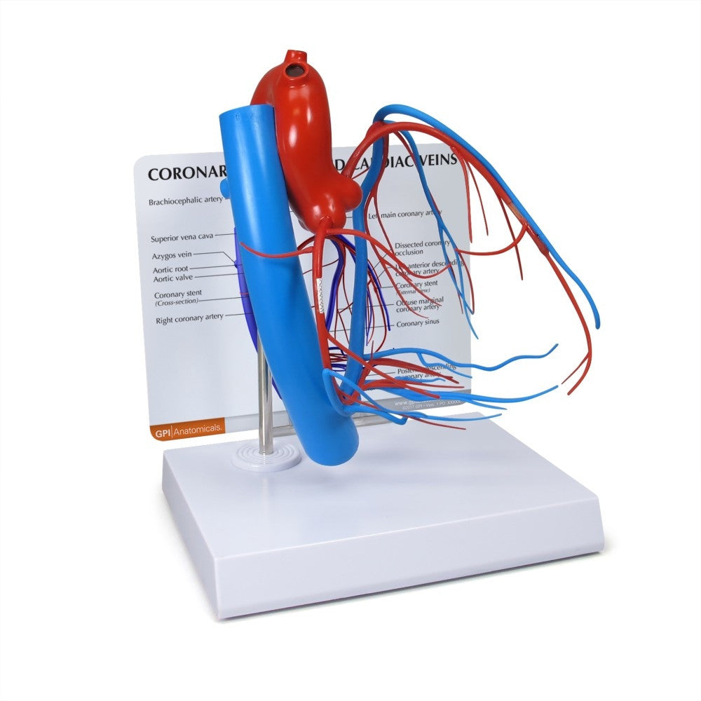 Coronary Arteries and Cardiac Veins Model