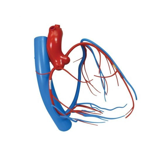 Coronary Arteries and Cardiac Veins Model