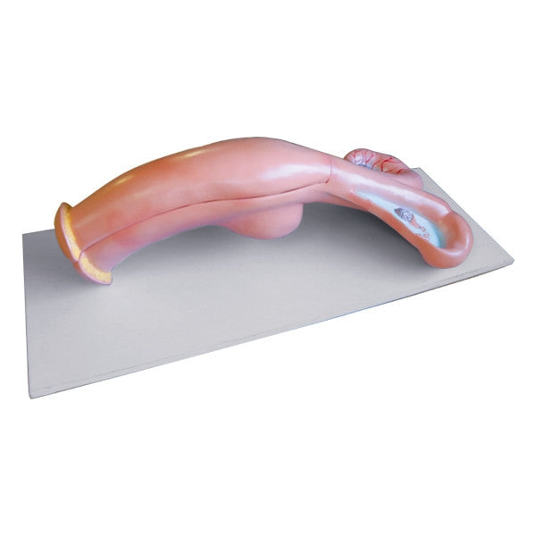 Cow Uterus Model (2 Part)