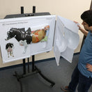 Switch Colourful &amp; detailed cow anatomy 3D flip chart on a floor stand 2 image
