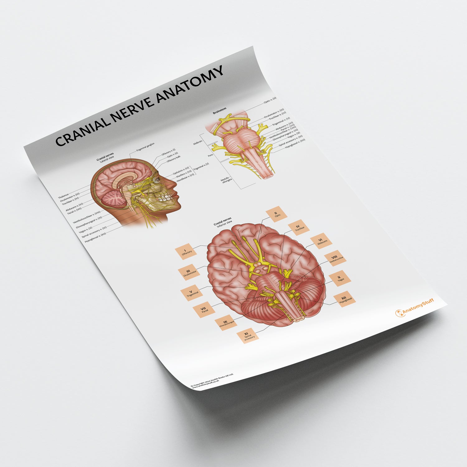 Cranial Nerve Anatomy Chart / Poster