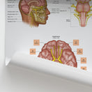 Switch Cranial Nerve Anatomy Chart / Poster 2 image
