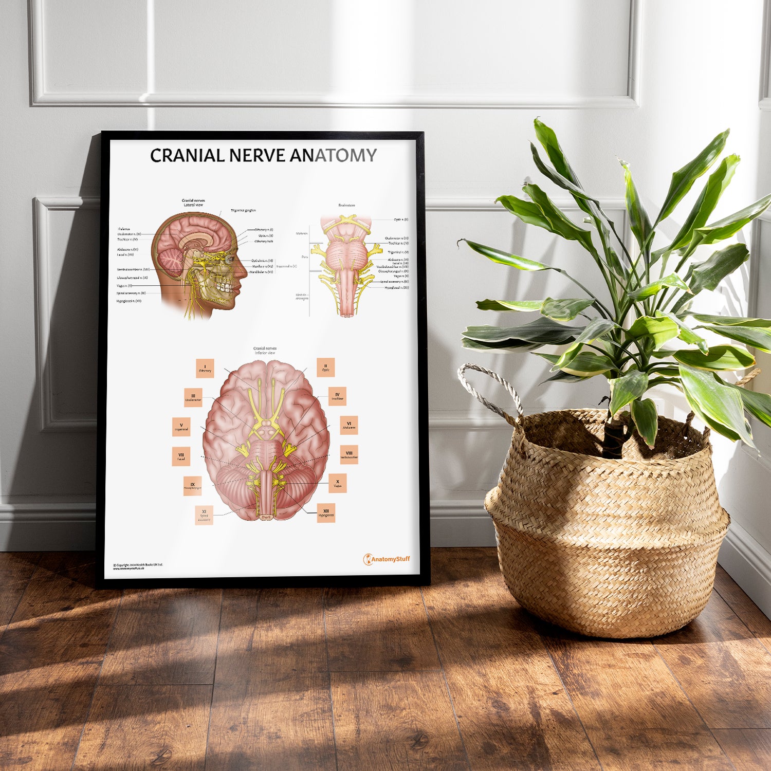 Cranial Nerve Anatomy Chart / Poster