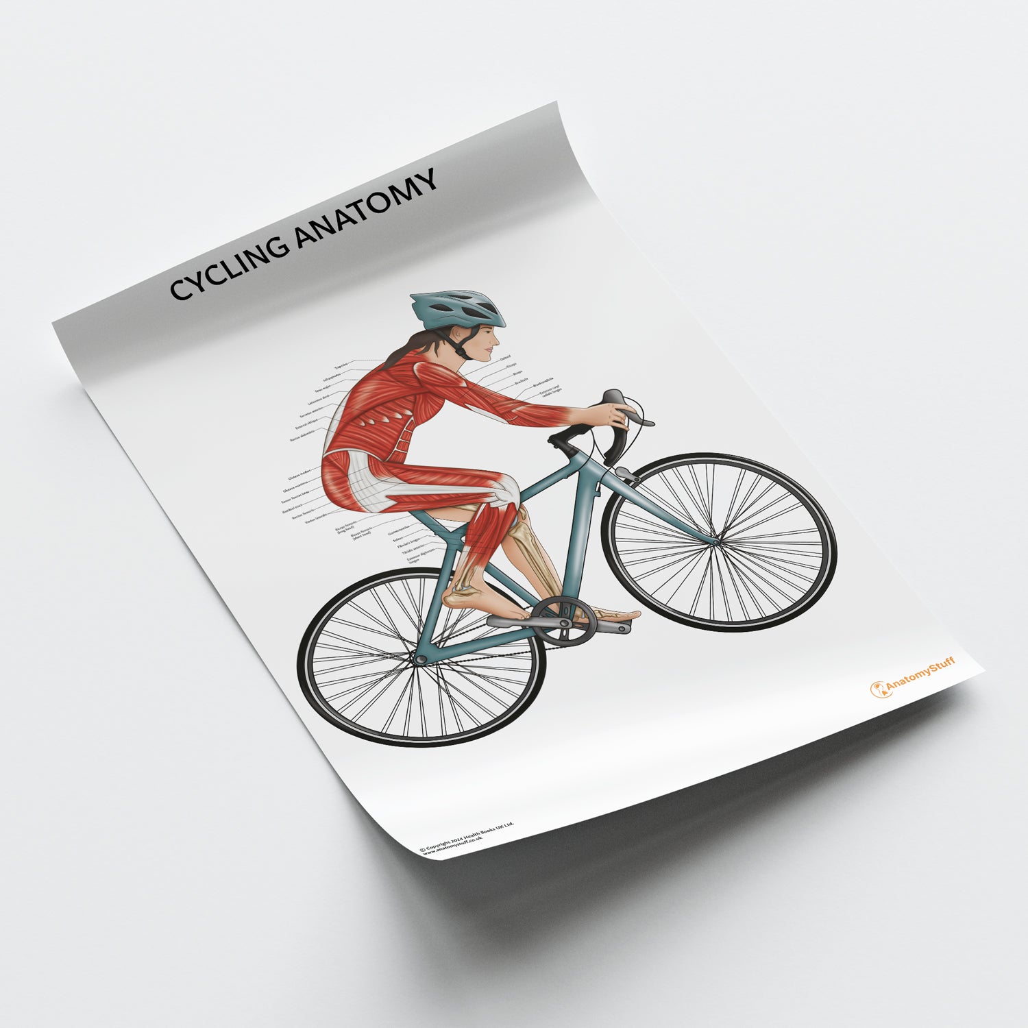 Cycling Anatomy Chart / Poster (Female)