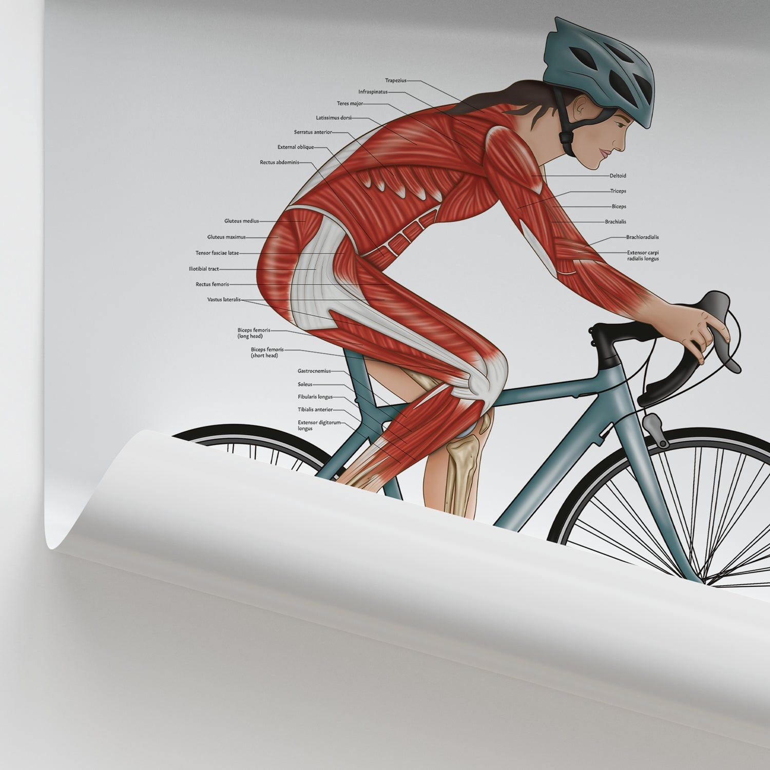 Cycling Anatomy Chart / Poster (Female) - Part of Collection
