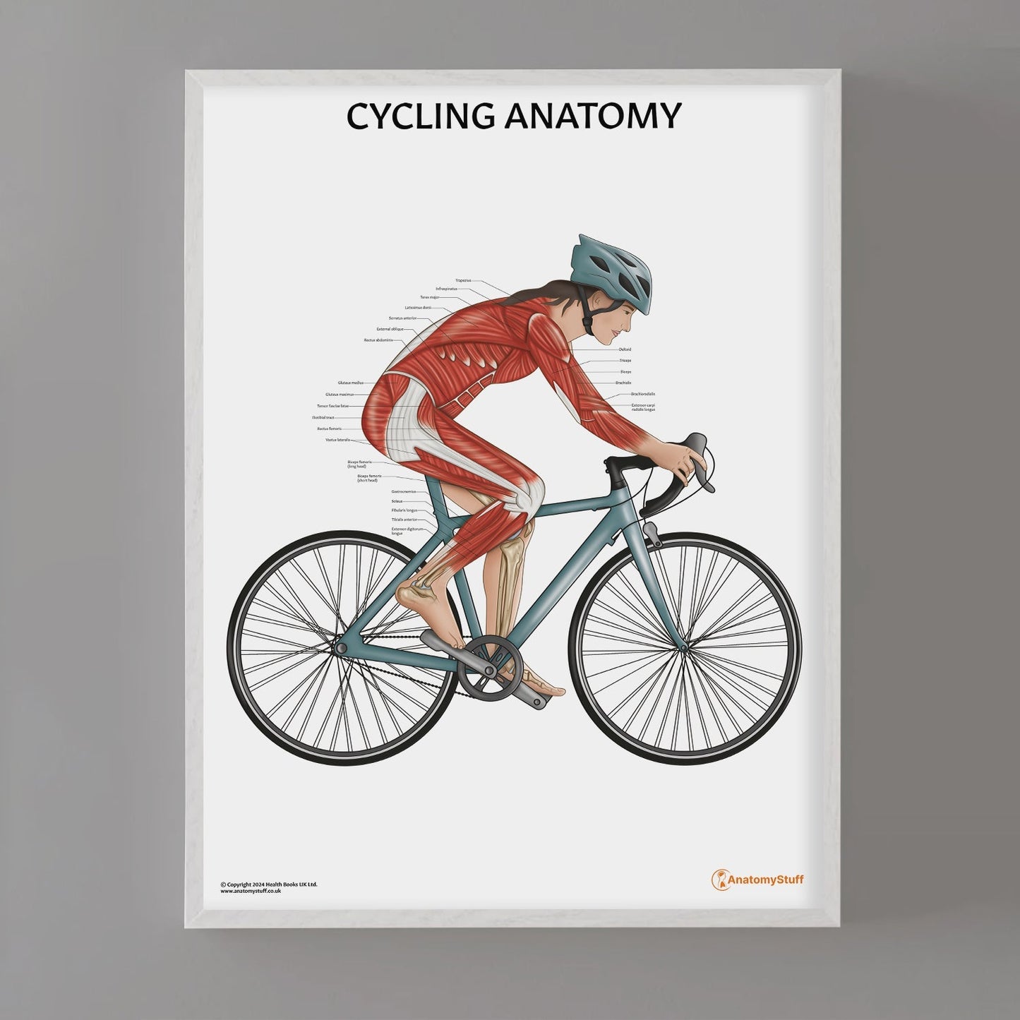 Cycling Anatomy Chart / Poster (Female) - Part of Collection