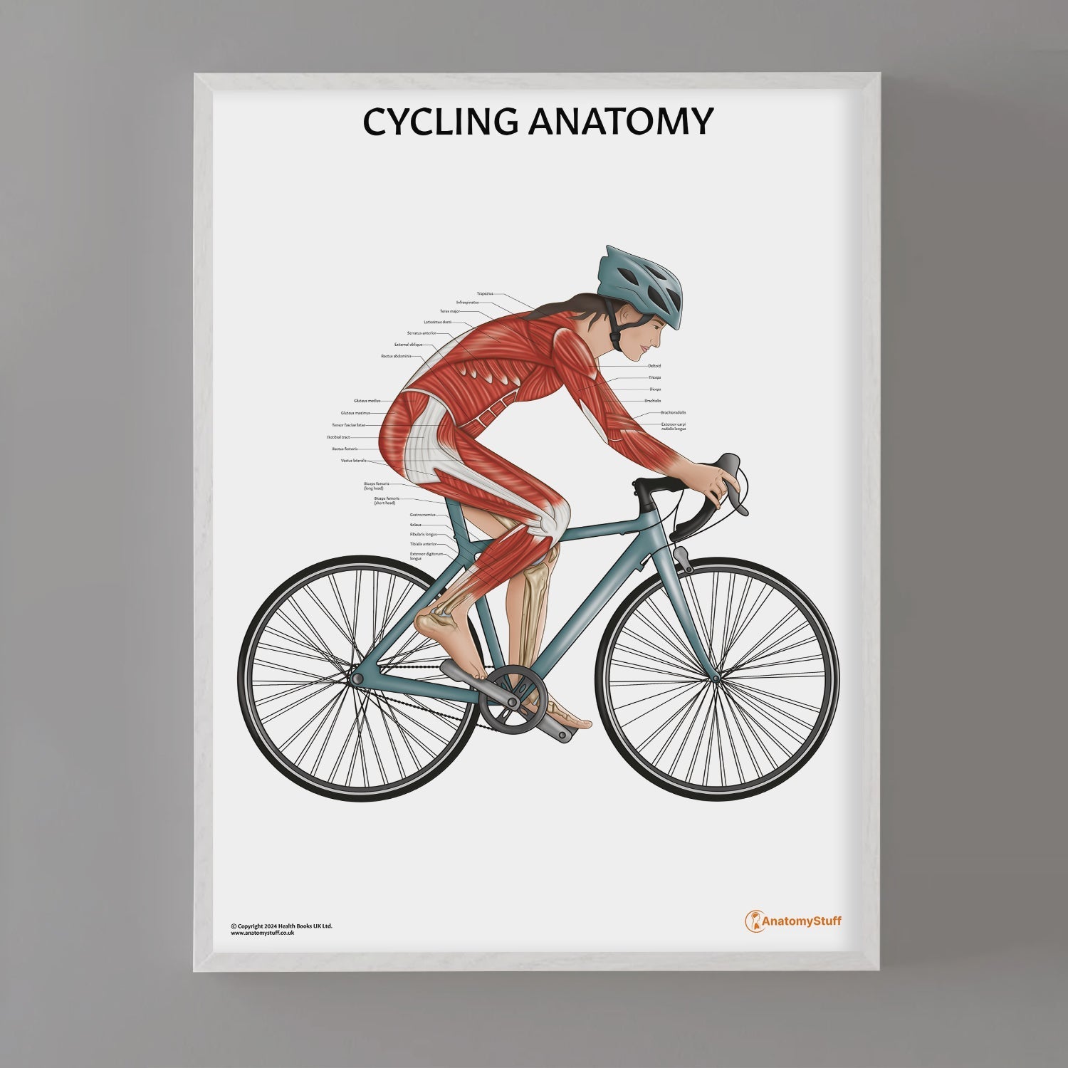 Cycling Anatomy Chart / Poster (Female) - Part of Collection