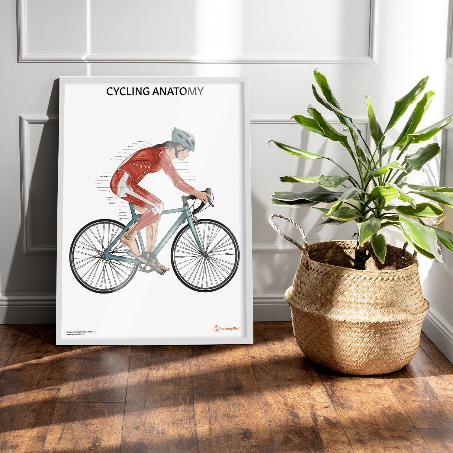 Cycling Anatomy Chart / Poster (Female) - Part of Collection