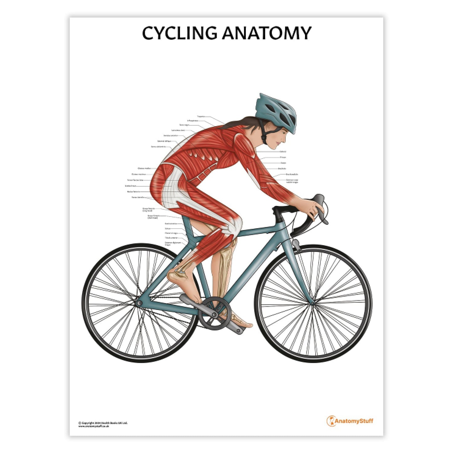 Cycling Anatomy Chart / Poster (Female) - Part of Collection