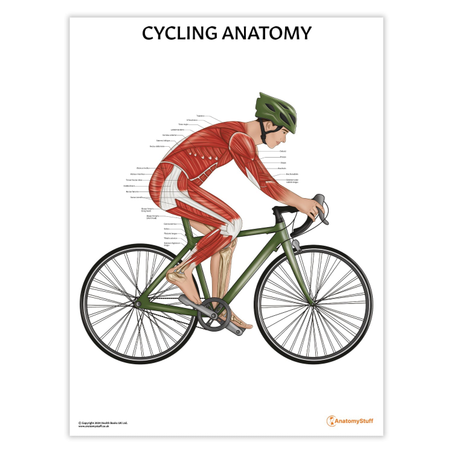 Cycling Anatomy Poster | Anatomical Biking Chart | Anatomy Bicycling ...