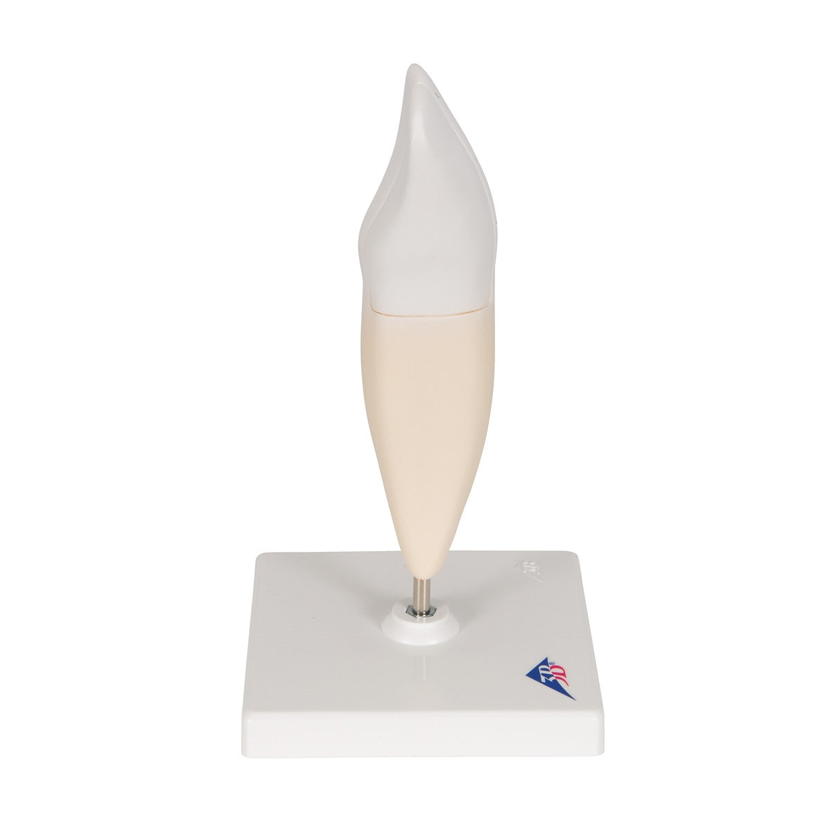 Lower Incisor Tooth Model (2 part)