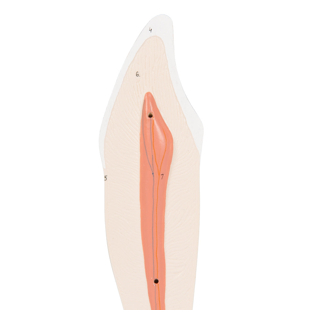 Lower Canine Tooth Model (2 part)