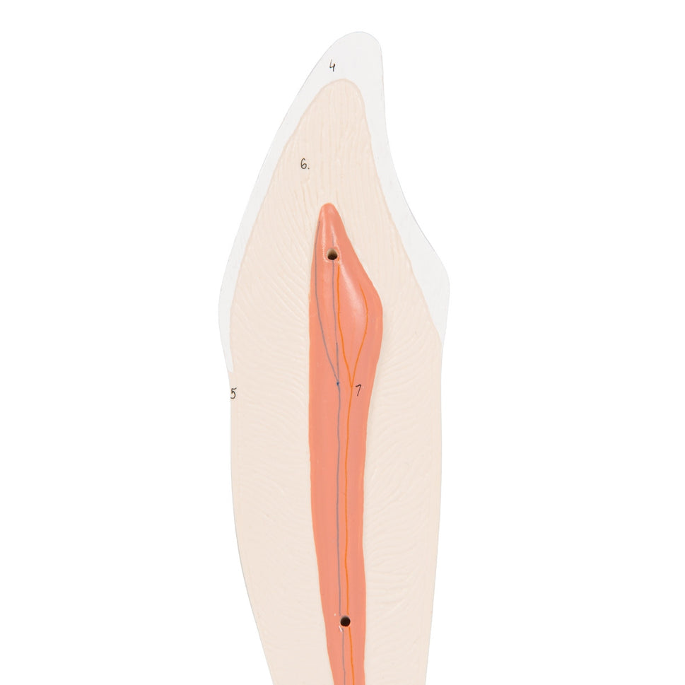 Lower Canine Tooth Model (2 part)