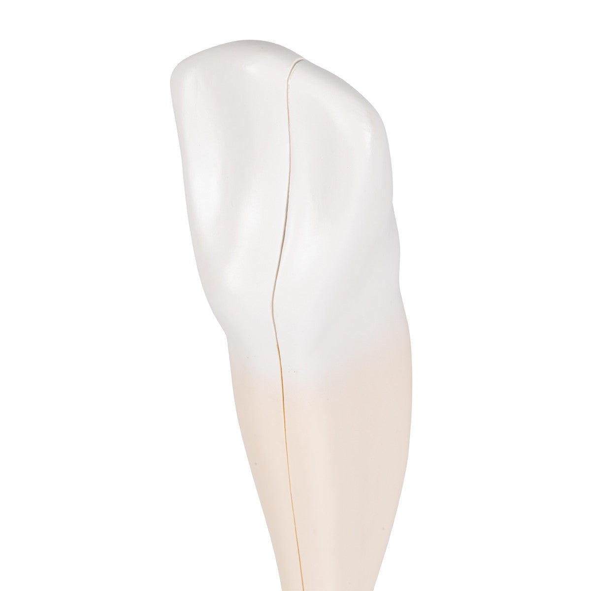 Lower Canine Tooth Model (2 part)
