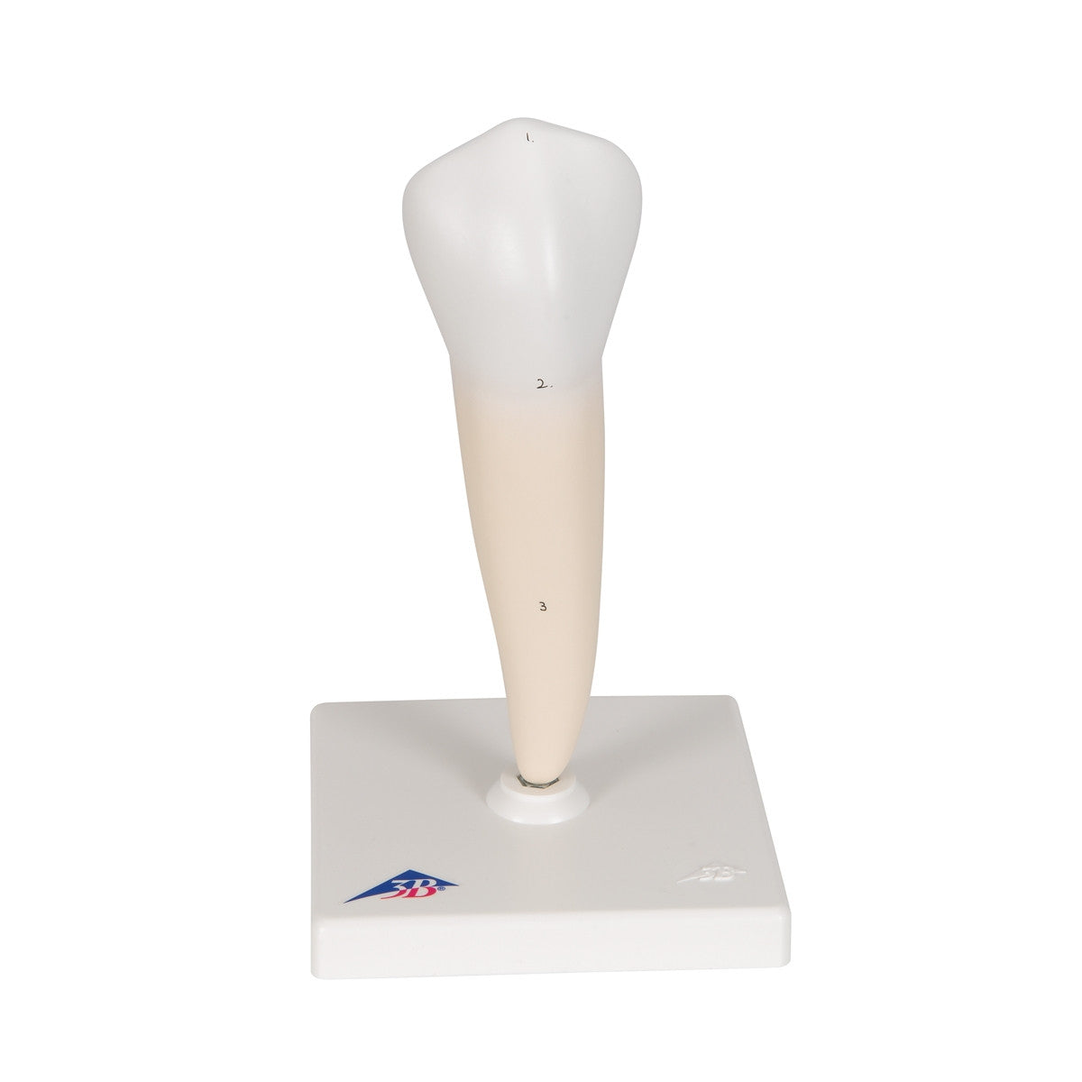Lower Single-Root Pre-Molar Tooth Model