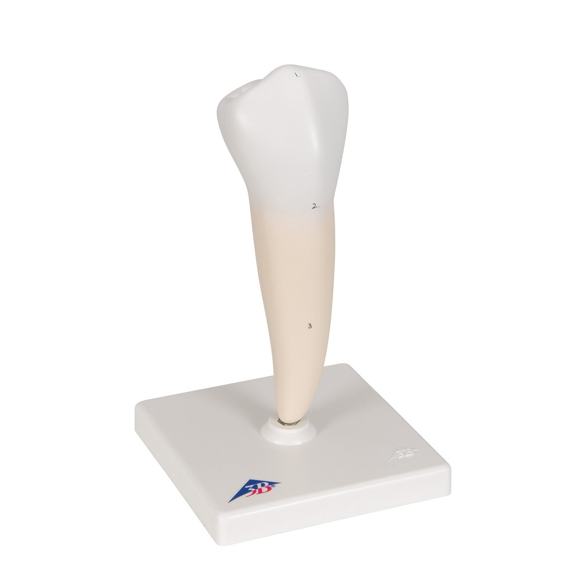 Lower Single-Root Pre-Molar Tooth Model