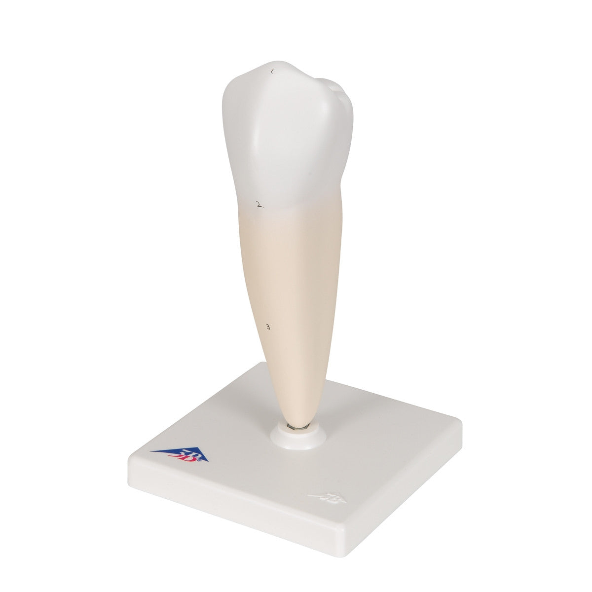 Lower Single-Root Pre-Molar Tooth Model