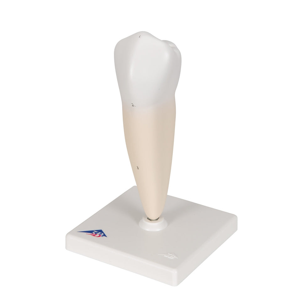 Lower Single-Root Pre-Molar Tooth Model