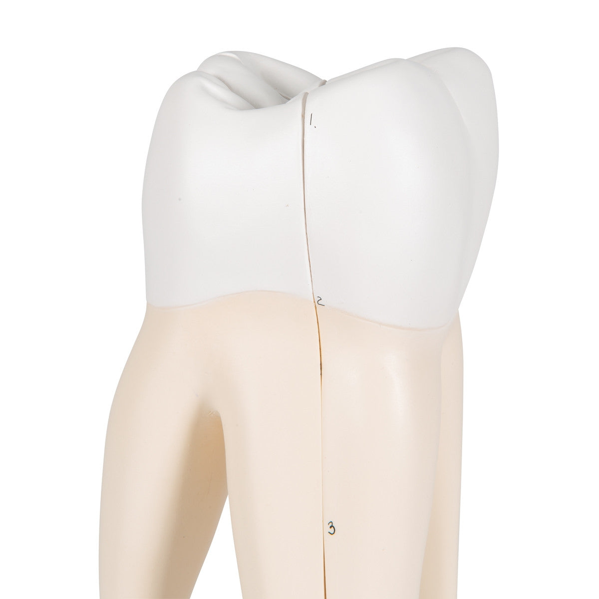 Upper Triple-Root Molar Tooth Model (3 part)