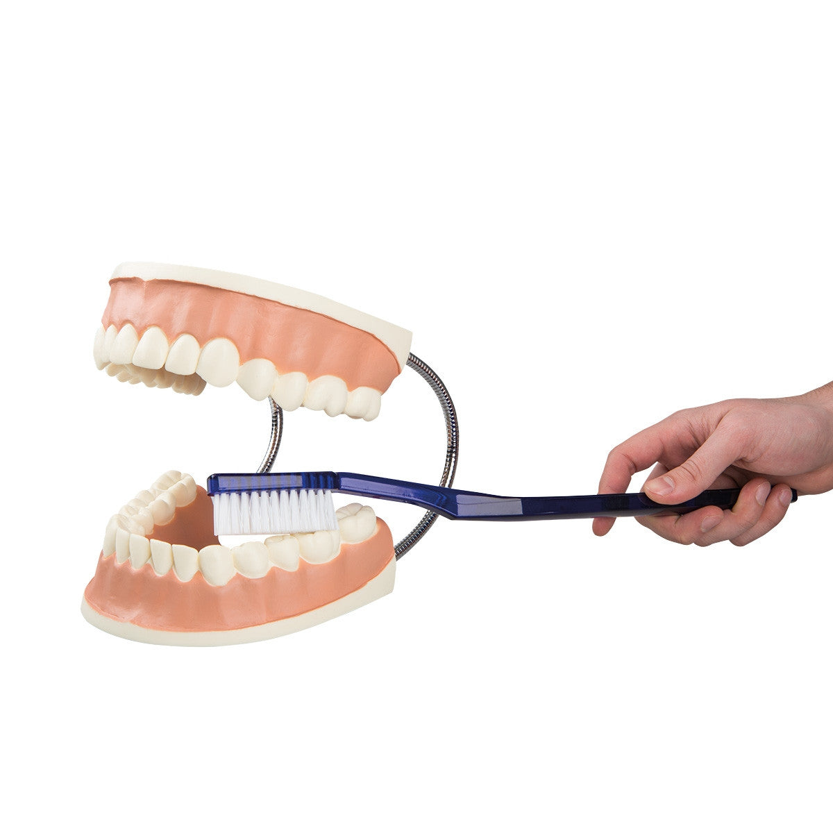 Giant Dental Care Model (3 time life size)