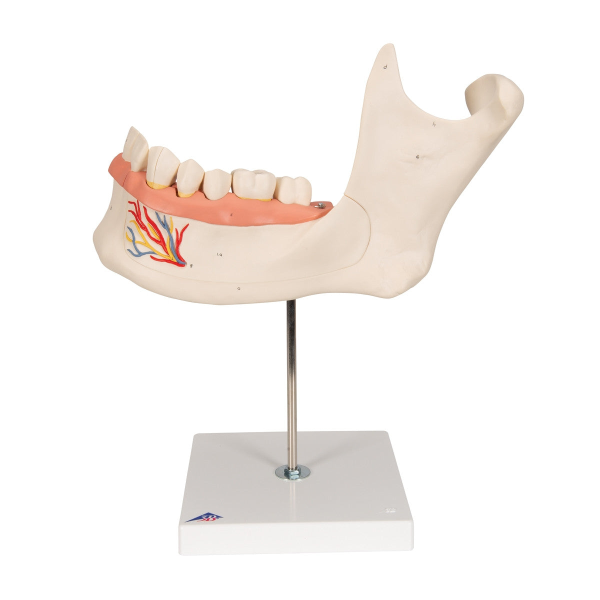 Half Lower Jaw Model (3 times full size, 6 part)