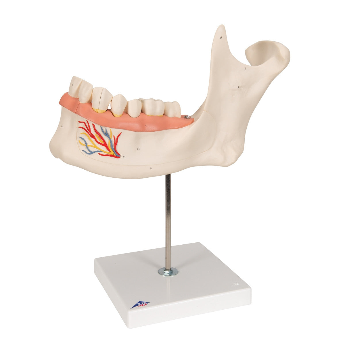 Half Lower Jaw Model (3 times full size, 6 part)